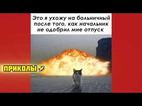 Видео: Про отпуск и больничный и анекдоты смотри смешные картинки мемы котики приколы  🤣