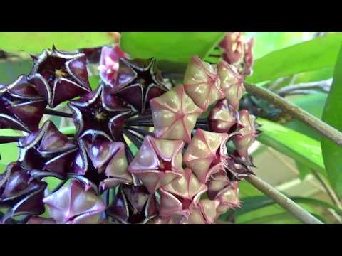 Видео: ЦВЕТУЩИЕ ХОЙИ.. H. MINDORENSIS.. H. PUBICALUX.. H. ISCHNOPUS.. H. ACUTA GREEN