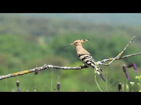 Видео: Спів птахів для релаксу — Природна релаксація і спів птахів, що допомагають заснути.