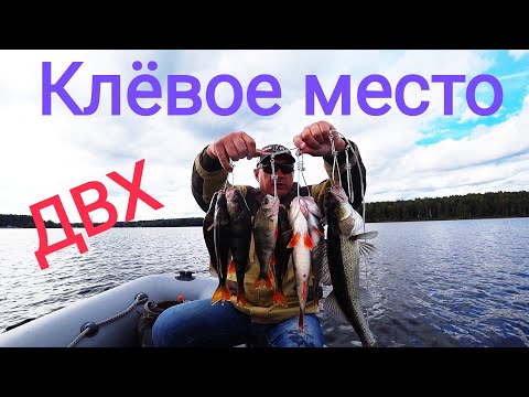 Видео: Окунь и Судак на спиннинг! Десногорское водохранилище...