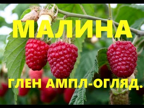 Видео: Малина Глен Ампл