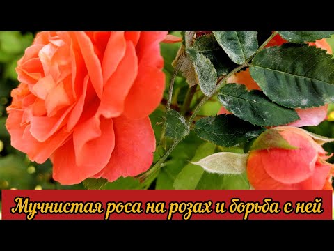 Видео: Мучнистая роса на розах и борьба с ней.
