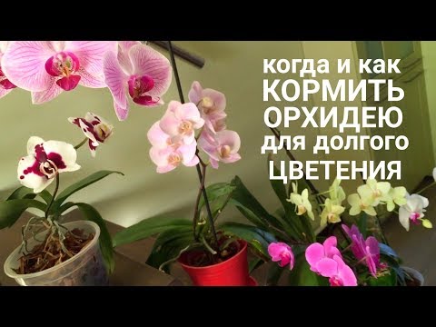 Видео: Когда и как кормить ОРХИДЕЮ чтобы цвела орхидея дольше и пышнее