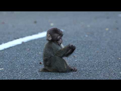 Видео: Чудо трогательное! Сиротка-обезьянка вызывает слёзы / monpai monyet snow monkey
