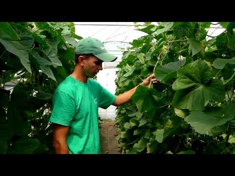 Видео: Новинки огурцов от Seminis и особенности их выращивания