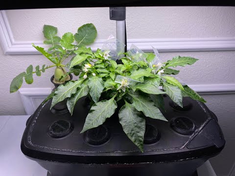 Видео: Полное руководство по выращиванию перца в AeroGarden
