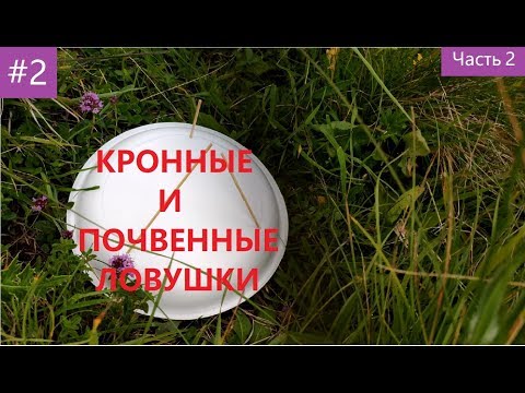 Видео: Энтомология для новичков #2. Методы сбора насекомых. Часть 2