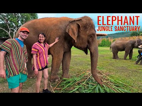 Видео: Слоны Таиланда изменят вашу жизнь!