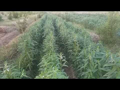 Видео: ОК КУНЖИТ ЕТИШТИРИШ