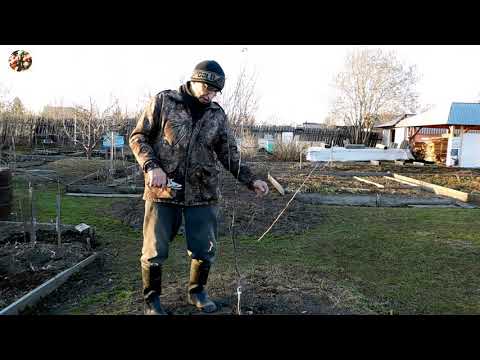 Видео: Весенняя формирующая обрезка яблони двулетки.