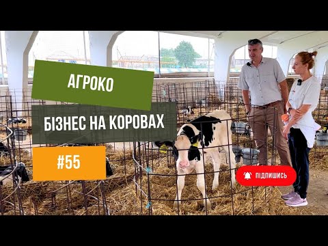 Видео: #55 ВРХ🐄 Як працює коров’яча ферма 🚜Комбікормовий завод, корови та телята 🐮