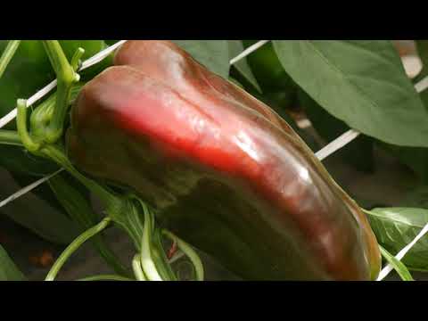 Видео: Перец Испанский Бык