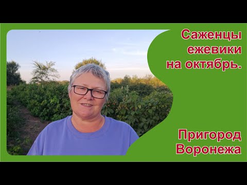 Видео: Какие саженцы будут в октябре. Часть 2. Ежевика. Пригород Воронежа.