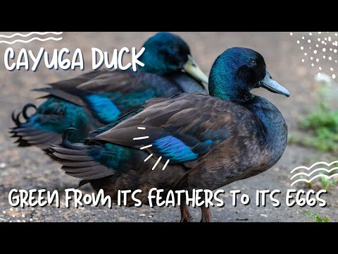 Видео: Утка каюга: зеленая от перьев до яиц