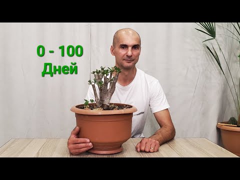 Видео: 100 дней развития Крассулы после ЭКСТРЕННОЙ обрезки | Толстянка | Денежное дерево