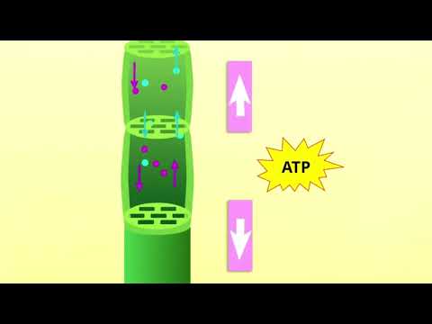 Видео: Транслокация. Флоэма құрылысы. Өсімдіктердегі заттар тасымалы
