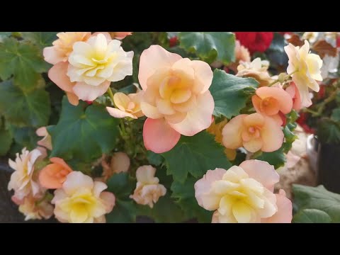 Видео: Как зимуют у меня бегонии