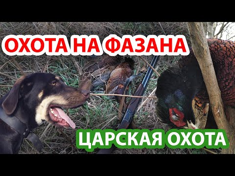 Видео: ОХОТА НА ФАЗАНА ИЛИ ЦАРСКАЯ ОХОТА