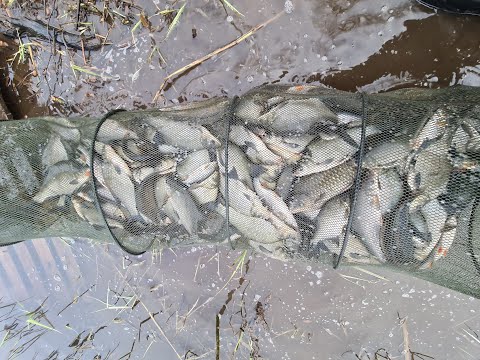 Видео: Карась за кило, 30+ вимб и мнооого подлещика, отчёт № 304