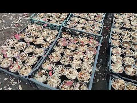 Видео: Заключительные работы в рассаднике на ферме Омская ягода. г. Омск