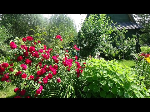 Видео: Обзор дачи в июле 2022 Кострома