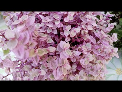 Видео: Ах, люблю я традесканции!