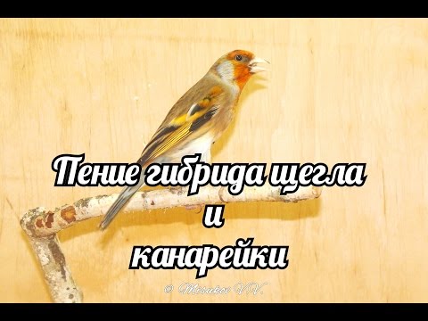 Видео: Пение гибрида щегла и канарейки