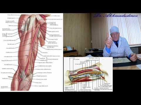 Видео: Верхняя конечность. Часть 3 - область плеча. Проф Ахмадудинов М.Г.