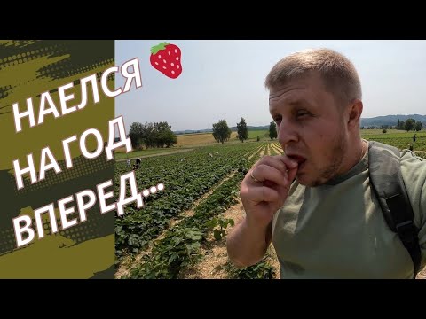Видео: Как собирают 🍓в Швейцарии🇨🇭/Ешь сколько хочешь НО...