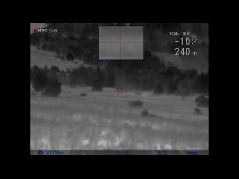 Видео: СТАЯ ВОЛКОВ-ВСТРЕЧА.