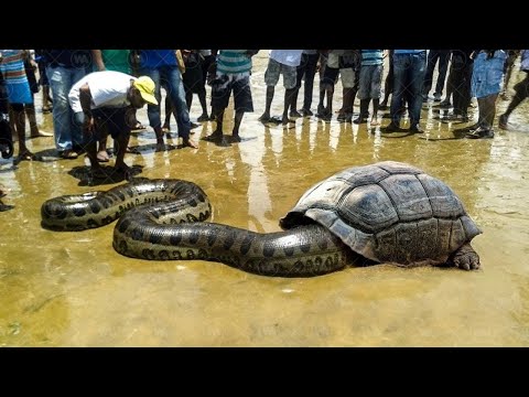 Видео: Самые Глупые Поступки Хищников