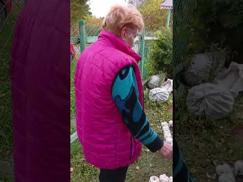 Видео: С коротали вечерок.