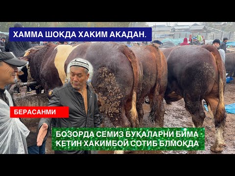 Видео: ЁР СИТИ СЕМИЗ БУҚАЛАР НАРХЛАРИ Б-Н ТАНИШИНГ БОЗОРНИ ҚОЛИПИ ЙЎҚ КЎРИНГ НЕГА БУНДАЙ БЎЛЯПДИ. 