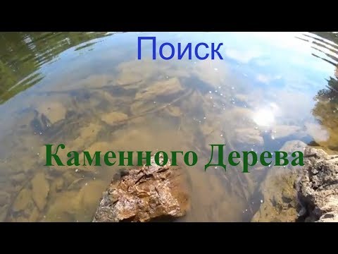Видео: Приключения в поиске окаменелого дерева.
