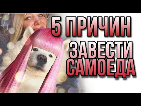 Видео: Пять причин завести самоедскую собаку