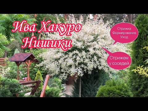 Видео: Ива ХАКУРО Нишики. Огромный ОДУВАНЧИК в саду. Стрижка. Формирование. Уход. ПОЛЕЗНЫЕ советы.#Сад#Дача
