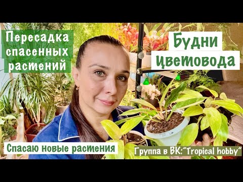 Видео: Будни цветовода🪴. Пересадка спасенных растений, спасаю новые растения. Немного моих новостей)
