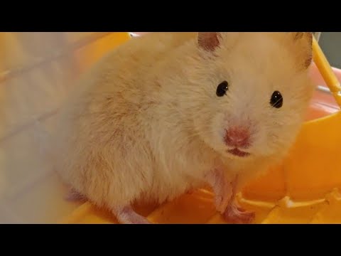 Видео: Лили знакомится с новым домом🥰 #малышкикрутышки #настюша #мелаша #лили