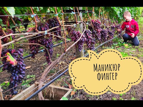 Видео: Маникюр фингер 2020г