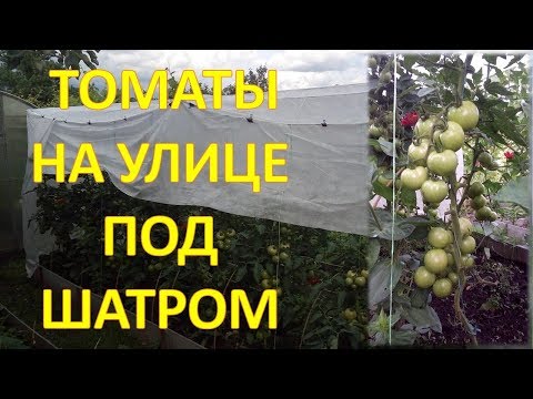 Видео: Технология выращивания томатов ПОД ШАТРОМ. Как выращивать помидоры на улице. Как выращивать томаты.