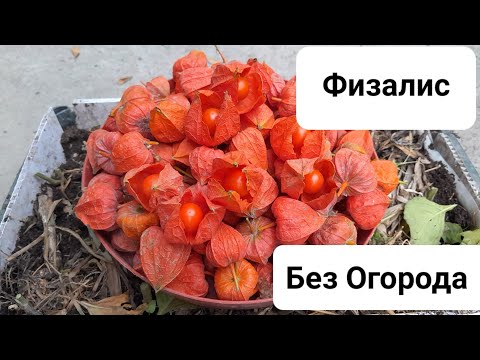 Видео: Excellent Crop of Physalis in a Box  Отличный Урожай Физалиса В Ящике