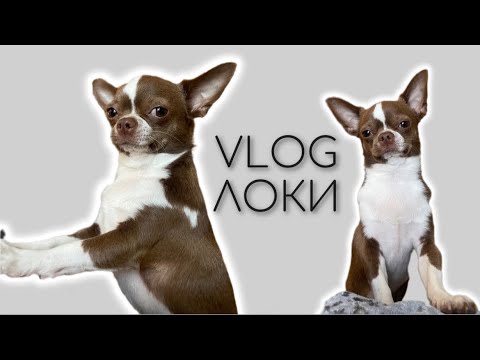 Видео: УТРО С ЧИХУАХУА/ЛОКИ ЛИНЯЕТ/ПЛЮСЫ И МИНУСЫ ПОРОДЫ/ВКУСНЯШКИ ДЛЯ ДРЕССИРОВКИ