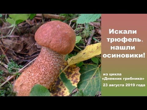 Видео: Искали трюфель,  нашли красные подосиновики. Дневник грибника  23 августа 2019 года.