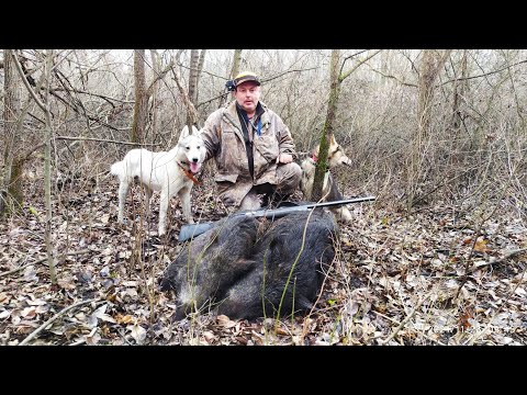 Видео: Два дня охоты на кабана с ИНДЕЙЦАМИ и лайками.