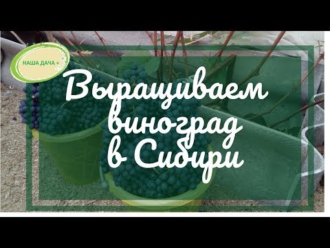 Видео: Выращиваем виноград в Сибири.  Часть 1. Опыт Матвеевой Оксаны