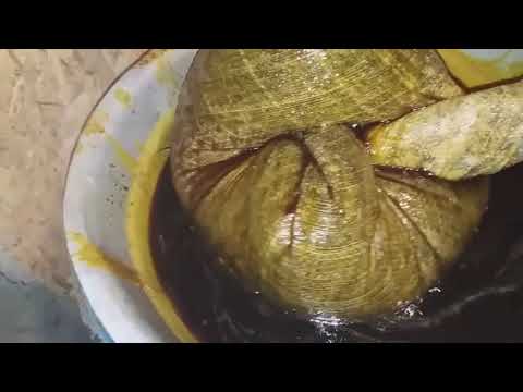 Видео: Начинающим пчеловодам. Как перетопить старые рамки на воск.