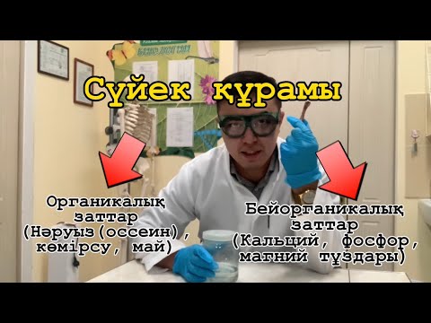 Видео: Сүйектің химиялық құрамы