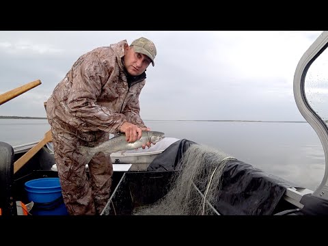 Видео: Рыбалка сетями на крайнем севере на очень дорогую рыбу. Fishing with nets.