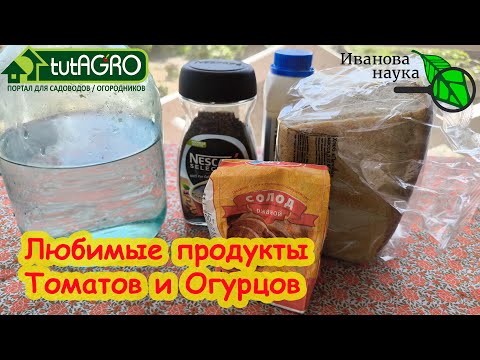 Видео: ТОМАТ и ОГУРЕЦ ЛЮБЯТ ЭТУ ПОДКОРМКУ СИЛЬНЕЕ ВСЕГО! Дайте им насладиться и они дадут урожай!