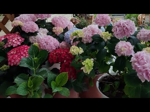 Видео: Когда подкормить гортензии после зимы